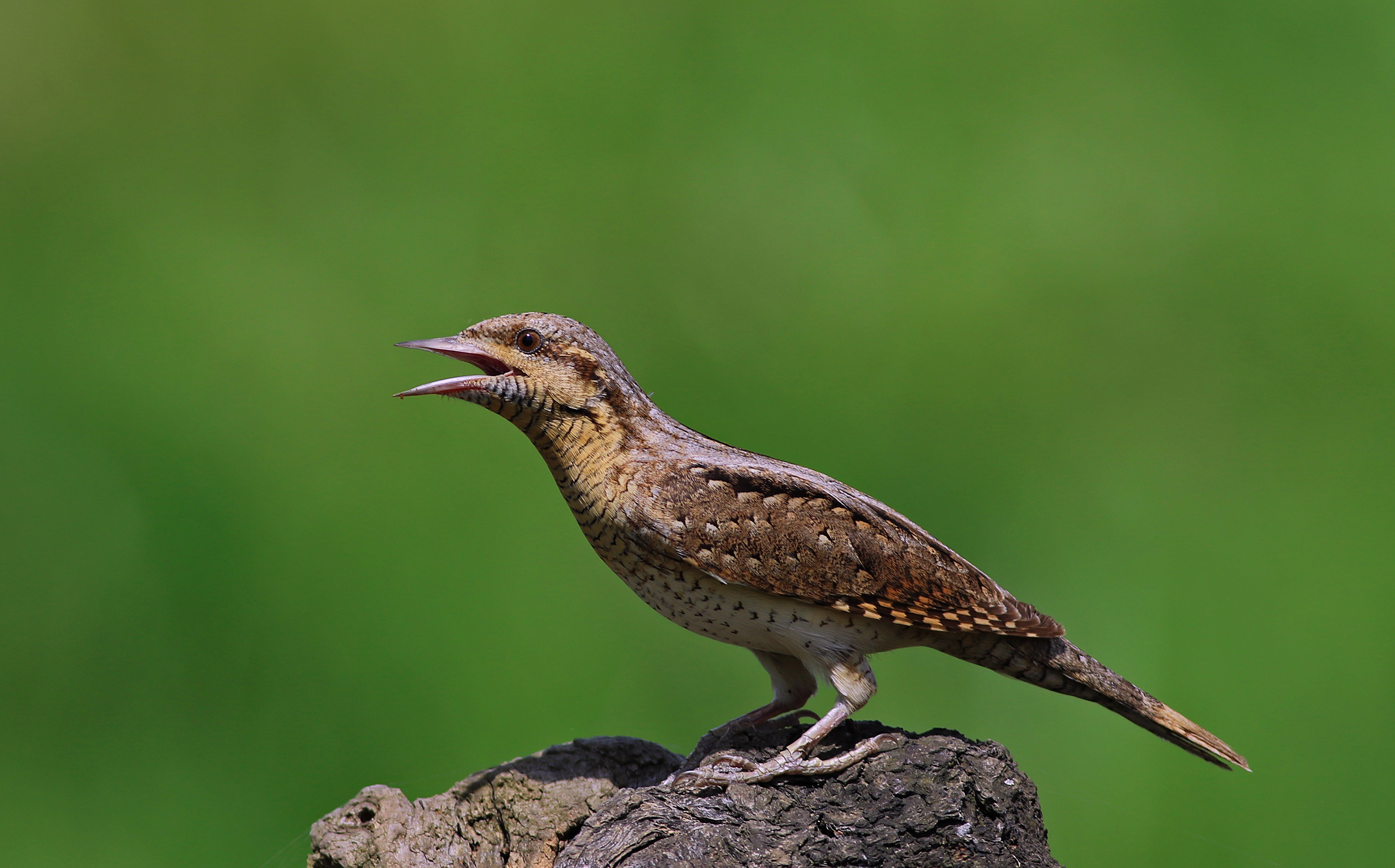 Eurasian Wryneck